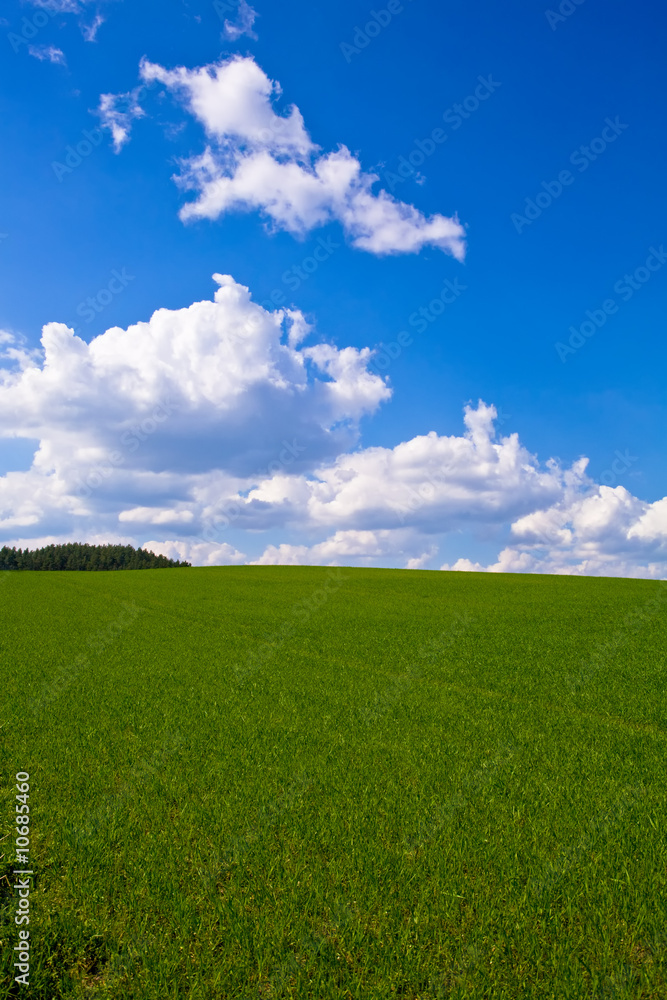 Wall mural spring field 2