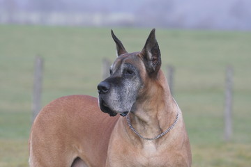 dogue allemand au regard fier et élégant