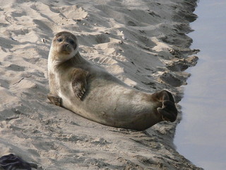 seal