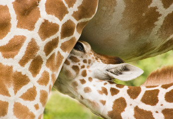 Baby giraffe drinking