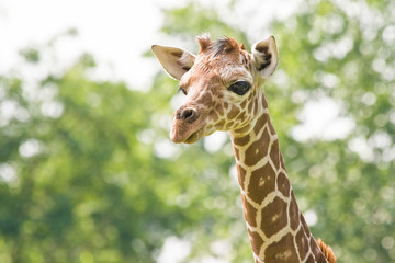 Baby giraffe looking