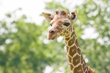 Crédence de cuisine en verre imprimé Girafe Baby giraffe looking
