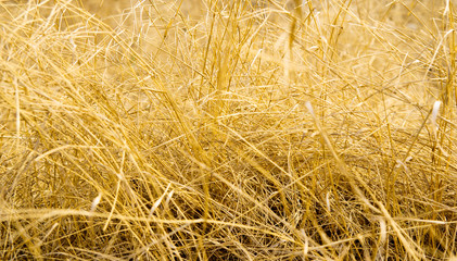 autumn grass