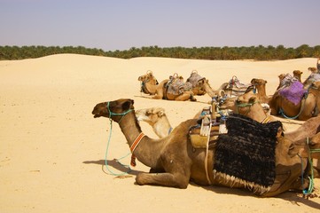 group of camels resting in desert
