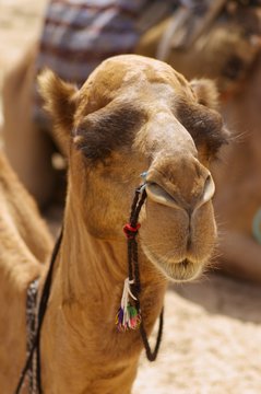 Old Camel Portrait, Vertical