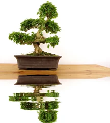  bonzai reflet sur une table © Daylight Photo