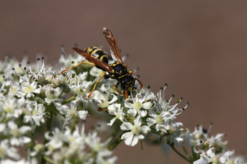Wespe auf Wiesenkerbel