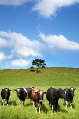 Group of cows