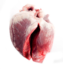human heart isolated