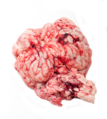 human brain isolated
