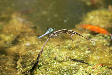 dragonfly on a stick
