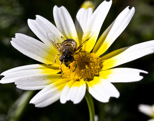 fauna e flora