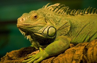 Green water dragon
