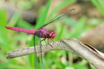 libellule3