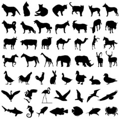 50 animal vector