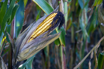 Corn
