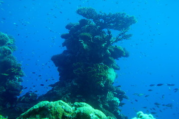 Naklejka na ściany i meble Red sea Coral