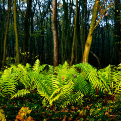 Fern in a forest