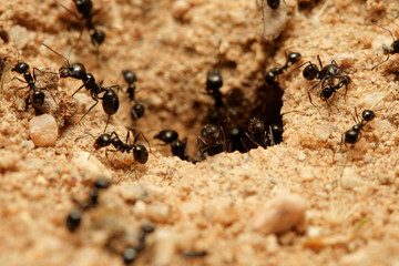 ants