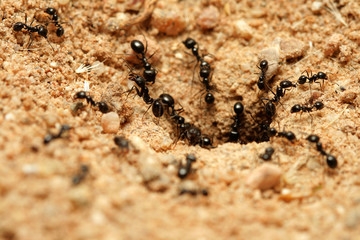 ants
