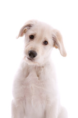 White swiss shepherd pup