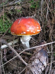 Fliegenpilz im Wald