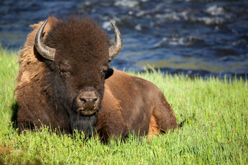 Bison