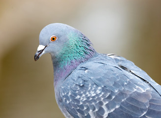pigeon