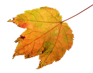 autumn leaf
