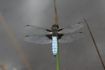 Déprimée © benoitb