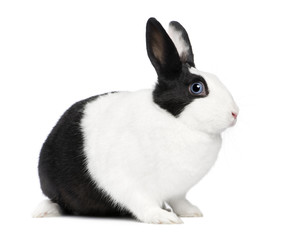 Obraz premium Rabbit (11 months)