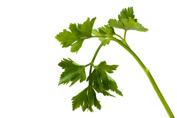 closeup of a parsley leaf isolated on white