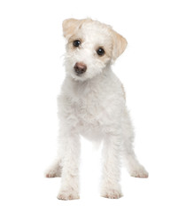 puppy Mixed-Breed Dog between maltese dog and a jack russel (5 m
