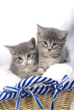 panier &agrave; chatons