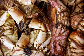 Pieces of lobster at the market