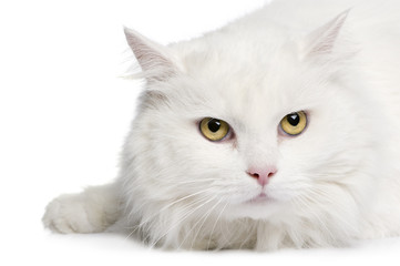 close-up on a white angora cat (5 years)