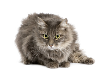 Obraz premium European cat