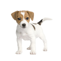 Puppy Jack russell (7 weeks) - obrazy, fototapety, plakaty