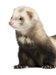 ferret - Mustela putorius furo