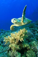 Photo sur Plexiglas Tortue Hawksbill Turtle