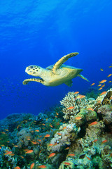 Hawksbill Sea Turtle over a pristine Coral Reef