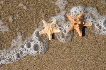 two starfishes on the beach