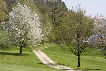 Feldweg in der Frühjahrslandschaft