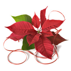 Christmas arrangement