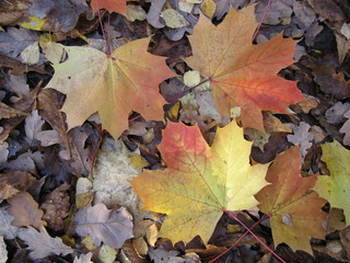 Die Farben des Herbstes