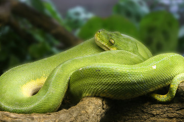 Green tree snake