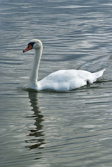 le cygne sur le lac