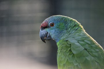 perroquet10