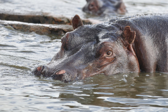 careful hippo