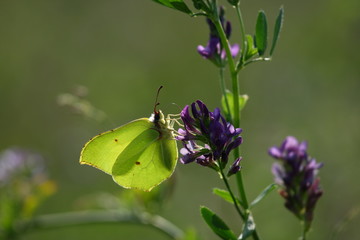 The Brimstone butterfly